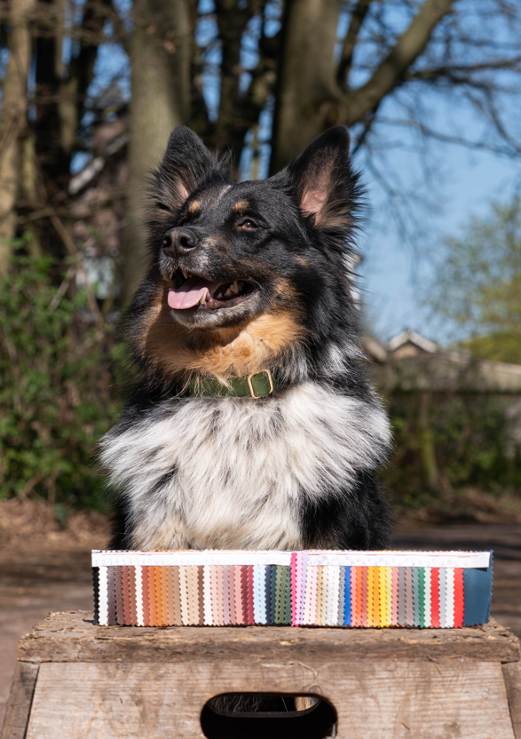 Stel je eigen hondenlijn samen