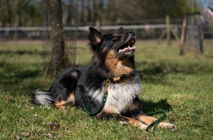 Hondenlijn Twilight Forest